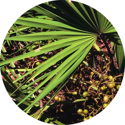 Saw Palmetto Berry Extract — ingredient in Vigoryn