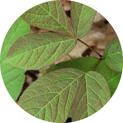 Sarsaparilla Root Extract — ingredient in Vigoryn