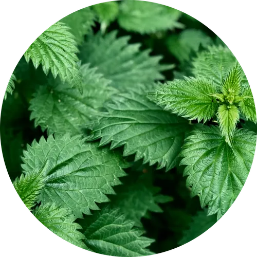 Nettle Leaf Extract — ingredient in Vigoryn