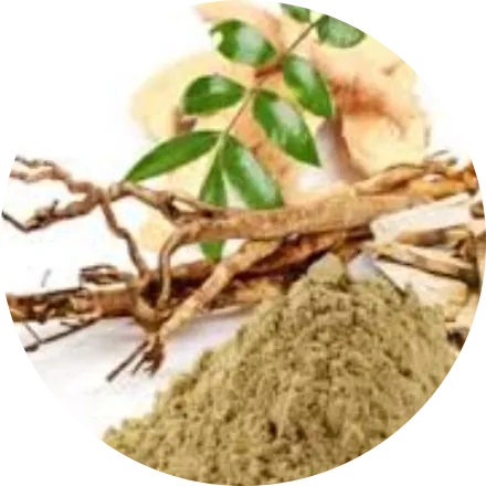 Tongkat Ali Extract — ingredient in Vigoryn