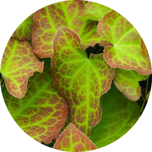 Horny Goat Weed Extract — ingredient in Vigoryn